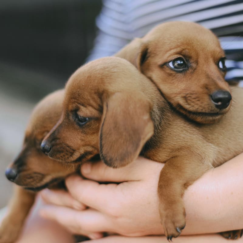 Bound Brook Veterinary Clinic in Middlesex