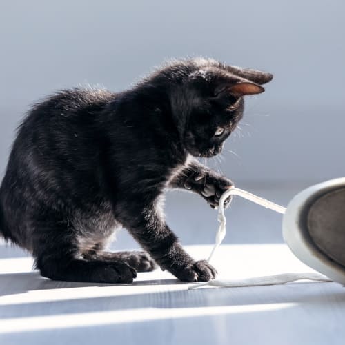 cat at animal clinic