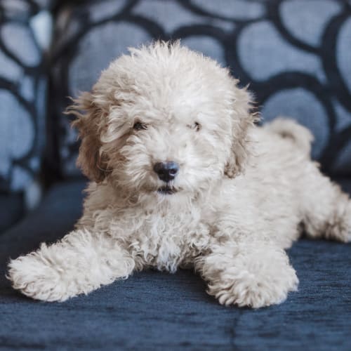 dog at Middlesex vet